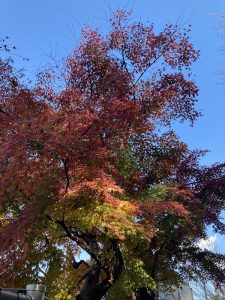 城山の紅葉