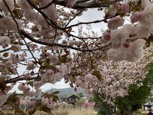 八重桜