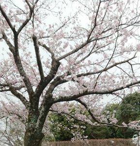 桜_BURST20220329074846450